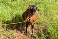 Pregnant Goat Standing And Looking