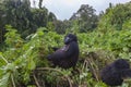 Pregnant Gorilla Lady in Rwanda Royalty Free Stock Photo