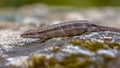 Pregnant or gravid female of Viviparous lizard