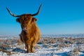 Pregnant Highland cow in winter coat Royalty Free Stock Photo