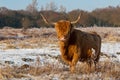 Pregnant Highland cow in winter coat Royalty Free Stock Photo