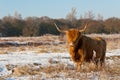 Pregnant Highland cow in winter coat Royalty Free Stock Photo