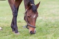 Pregnant Horse Eating Grass