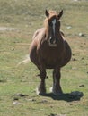 Pregnant horse grazing in the mountain Royalty Free Stock Photo