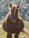 Pregnant horse grazing in the mountain Royalty Free Stock Photo