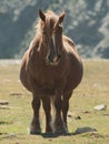 Pregnant horse grazing in the mountain Royalty Free Stock Photo