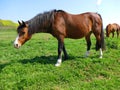 Pregnant horse in meadow on a sunny day Royalty Free Stock Photo