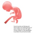 Pregnant. Human fetus inside the womb. Fetus stages. . Royalty Free Stock Photo
