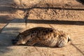 Pregnant hyena sleeping on sunny enclosure. Animal welfare in zoo. African predator or scavenger animal