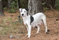 Pregnant lactating Dalmatian Pitbull mix breed dog