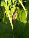 Pregnant lizard on a large burdock leaf. Royalty Free Stock Photo