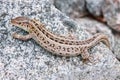 Pregnant lizard on a rock Royalty Free Stock Photo