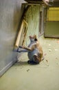 Pregnant macaque female at zoo Royalty Free Stock Photo