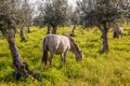 Pregnant mare from the Alter Real breed, a high-end Lusitano Horse Royalty Free Stock Photo