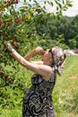Pregnant mother picking cherries Royalty Free Stock Photo