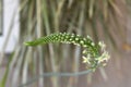 Pregnant onions, sea-onion, false sea onion, Albuca bracteata Royalty Free Stock Photo