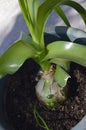 Pregnant onions, sea-onion, false sea onion, Albuca bracteata Royalty Free Stock Photo