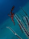 The pregnant Ornate ghost pipefish or harlequin ghost pipefish, Solenostomus paradoxus during leisure dive in Tunku Abdul Rahman P