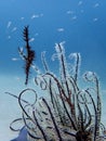 The pregnant Ornate ghost pipefish or harlequin ghost pipefish, Solenostomus paradoxus during leisure dive in Tunku Abdul Rahman P