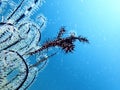 The pregnant Ornate ghost pipefish or harlequin ghost pipefish, Solenostomus paradoxus during leisure dive in Tunku Abdul Rahman P