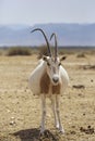 Pregnant Oryx in the desert Royalty Free Stock Photo