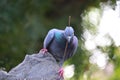 Pregnant pigeon making nest with poppies