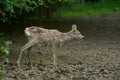 Pregnant roe deer Royalty Free Stock Photo