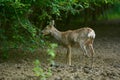 Pregnant roe deer Royalty Free Stock Photo