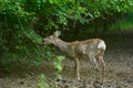 Pregnant roe deer Royalty Free Stock Photo