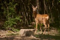 Pregnant roe deer in the forest Royalty Free Stock Photo