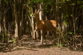 Pregnant roe deer in the forest Royalty Free Stock Photo