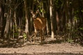 Pregnant roe deer in the forest Royalty Free Stock Photo