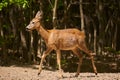 Pregnant roe deer in the forest Royalty Free Stock Photo