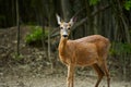 Pregnant roe deer in the forest Royalty Free Stock Photo