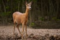 Pregnant roe deer in the forest Royalty Free Stock Photo