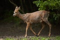 Pregnant roe deer in the forest Royalty Free Stock Photo