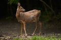 Pregnant roe deer in the forest Royalty Free Stock Photo