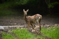Pregnant roe deer in the forest Royalty Free Stock Photo