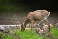 Pregnant roe deer in the forest Royalty Free Stock Photo