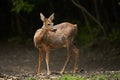 Pregnant roe deer in the forest Royalty Free Stock Photo