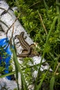 A pregnant sand lizzard Lacerta agilis