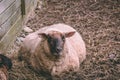 Pregnant sheep laying on the floor