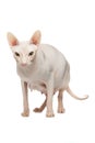 Pregnant Sphynx hairless cat posing on a white background Royalty Free Stock Photo