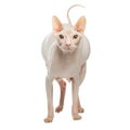 Pregnant Sphynx hairless cat posing on a white background Royalty Free Stock Photo