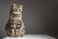Pregnant thick gray striped scottish fold cat sitting on a table