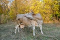 Pregnant white cow tongue licks his back