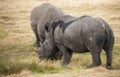 Pregnant White Rhino comforts her mate Royalty Free Stock Photo