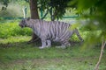 Pregnant white tigress Royalty Free Stock Photo