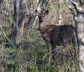 Pregnant Whitetail Deer Doe Royalty Free Stock Photo