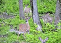 Pregnant Whitetail Deer Does Royalty Free Stock Photo